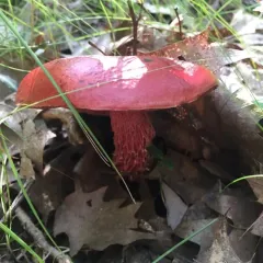 Frost's Bolete thumbnail 3