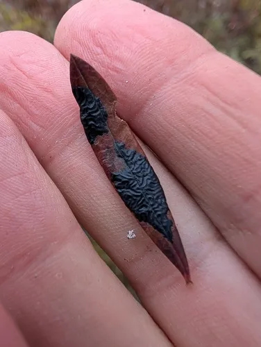 Rhytisma andromedae