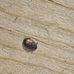Omosita discoidea thumbnail 2