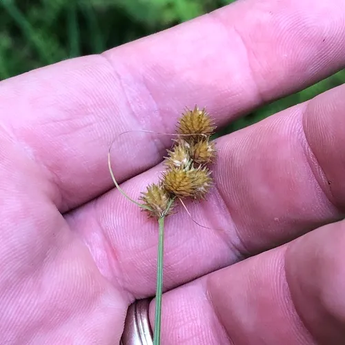 crested sedge