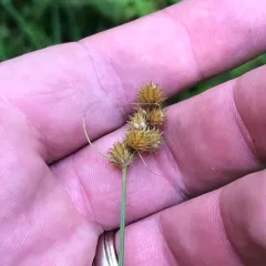 crested sedge thumbnail 1