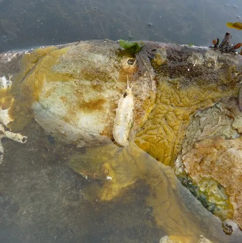 Stiff-footed sea cucumber