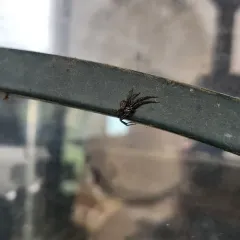 Utah Crab Spider thumbnail 4