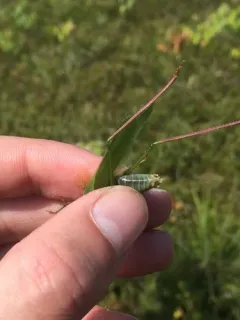 Curve-tailed Bush Katydid thumbnail 1