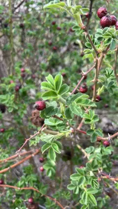 Hairy dog-rose thumbnail 1