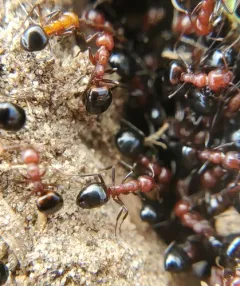 Mary's Odorous Ant thumbnail 4