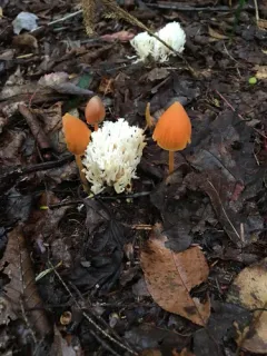 Entoloma salmoneum thumbnail 2