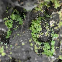 Epipterygium biauritum thumbnail 4