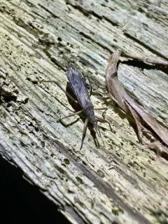 Pygolampis pectoralis thumbnail 3