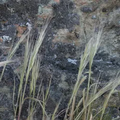 great brome thumbnail 4