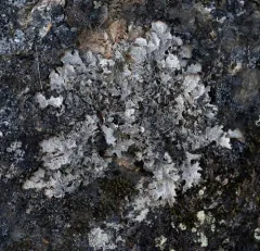 Platismatia lacunosa thumbnail 4