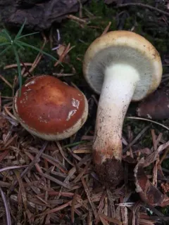 Pholiota avellaneifolia thumbnail 4