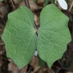 twinleaf thumbnail 3