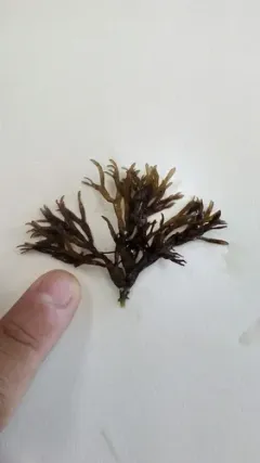 Mazzaella affinis thumbnail 3
