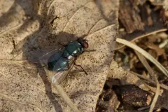 Eudasyphora cyanicolor thumbnail 4