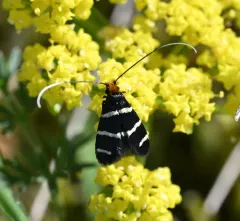 Three-striped Longhorn thumbnail 4