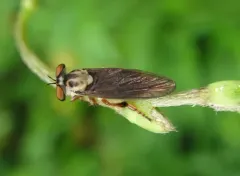 Dusky Goggle Eye thumbnail 2