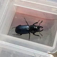 Oregon Stag Beetle thumbnail 3
