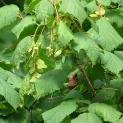 Mountain Maple thumbnail 2