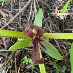 Idaho trillium thumbnail 3