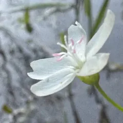 Heartleaf Springbeauty thumbnail 3