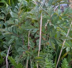 Western Hemlock-parsley thumbnail 3