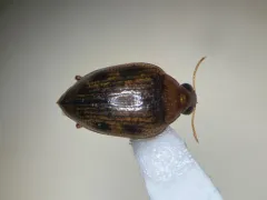 Haliplus immaculicollis thumbnail 4