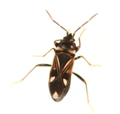 white-spotted groundbug thumbnail 3