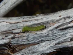 Hemlock Sawfly thumbnail 3