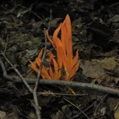 Orange Spindle thumbnail 2