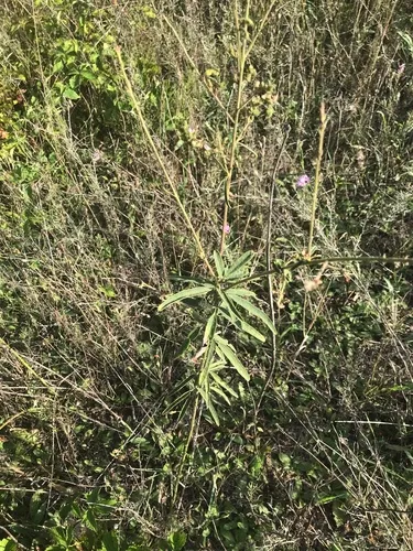 sessileleaf ticktrefoil