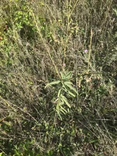 sessileleaf ticktrefoil thumbnail 1