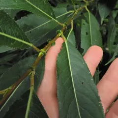 shining willow thumbnail 3