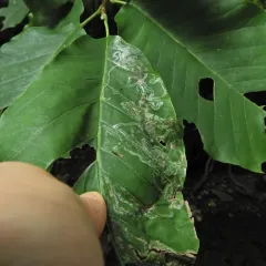 Tulip Tree Leaf Miner thumbnail 3
