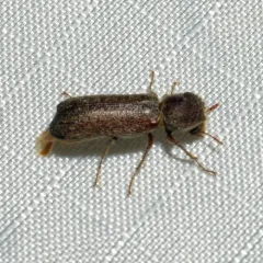 Apple Twig Borer thumbnail 1
