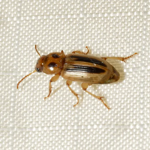 Lined Stenolophus