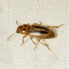Lined Stenolophus thumbnail 1