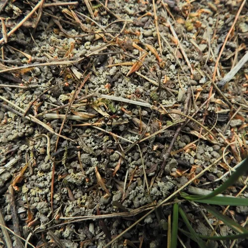 Ulke's Mound Ant