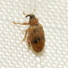 European Elm Flea Weevil thumbnail 2