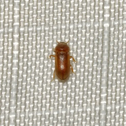Tropicus pusillus