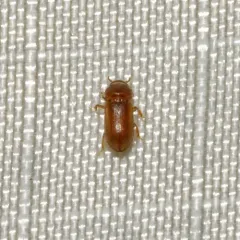 Tropicus pusillus thumbnail 1