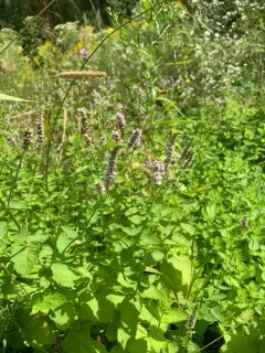Apple Mint thumbnail 1