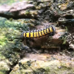 Grapeleaf Skeletonizer Moth thumbnail 2