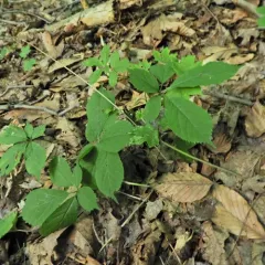 American ginseng thumbnail 3