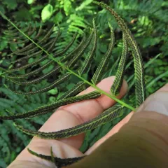narrow-leaved glade fern thumbnail 3