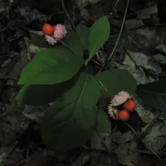 Running Strawberry-bush thumbnail 3