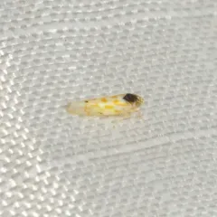 Eratoneura ardens thumbnail 2
