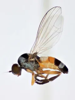Callomyia venusta thumbnail 1