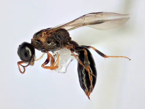 Stigmus americanus