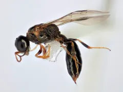 Stigmus americanus thumbnail 1